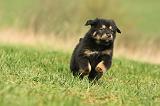 DOGUE DU TIBET 362